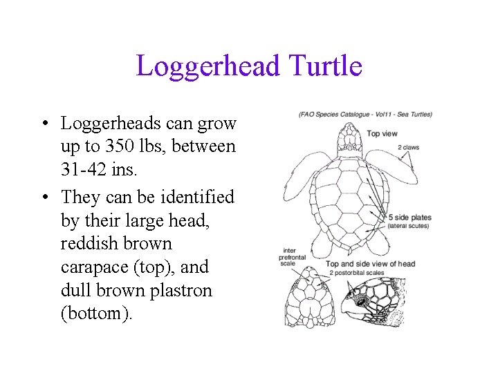 Loggerhead Turtle • Loggerheads can grow up to 350 lbs, between 31 -42 ins.