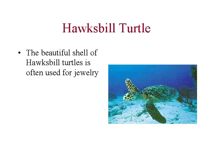 Hawksbill Turtle • The beautiful shell of Hawksbill turtles is often used for jewelry