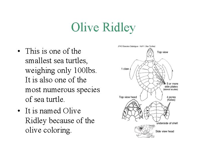 Olive Ridley • This is one of the smallest sea turtles, weighing only 100