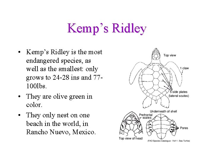 Kemp’s Ridley • Kemp’s Ridley is the most endangered species, as well as the