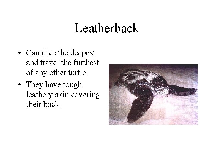 Leatherback • Can dive the deepest and travel the furthest of any other turtle.