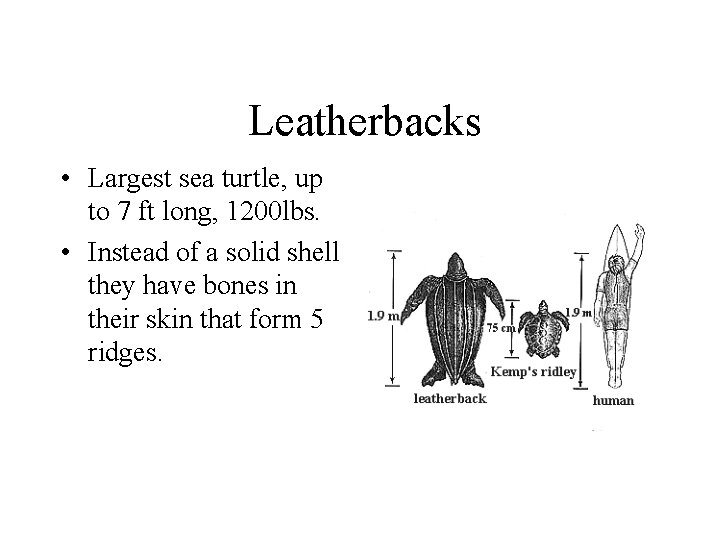 Leatherbacks • Largest sea turtle, up to 7 ft long, 1200 lbs. • Instead