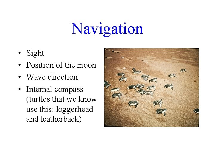 Navigation • • Sight Position of the moon Wave direction Internal compass (turtles that
