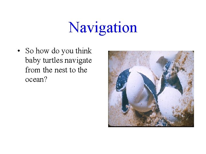 Navigation • So how do you think baby turtles navigate from the nest to