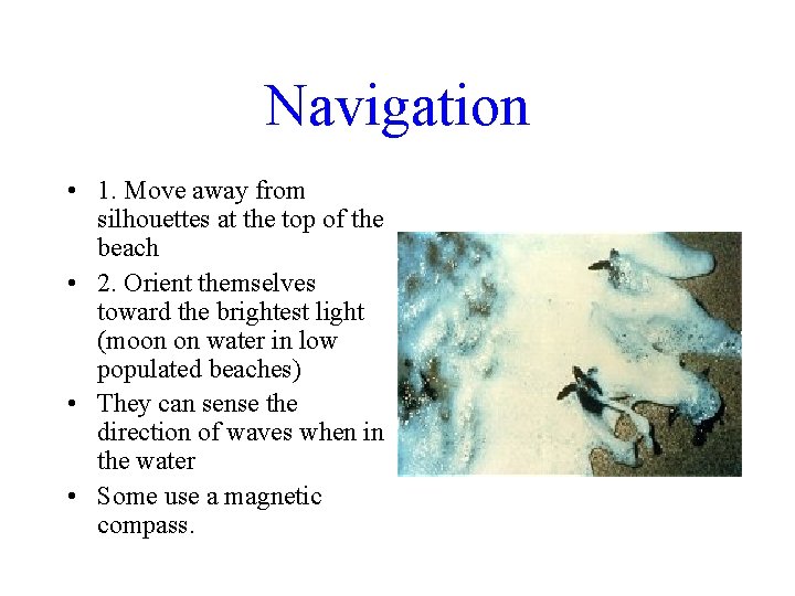 Navigation • 1. Move away from silhouettes at the top of the beach •