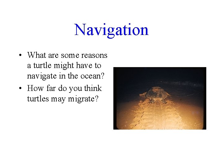 Navigation • What are some reasons a turtle might have to navigate in the