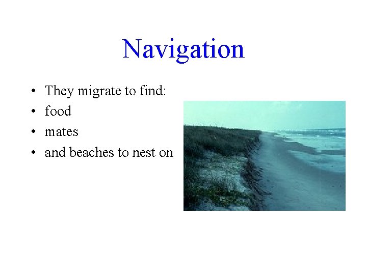 Navigation • • They migrate to find: food mates and beaches to nest on