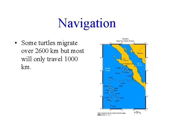 Navigation • Some turtles migrate over 2600 km but most will only travel 1000