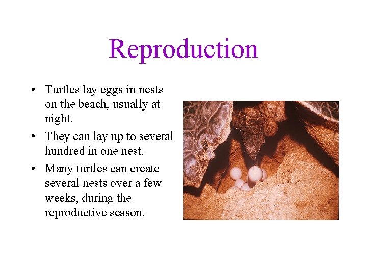 Reproduction • Turtles lay eggs in nests on the beach, usually at night. •
