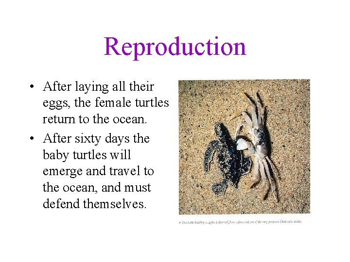 Reproduction • After laying all their eggs, the female turtles return to the ocean.