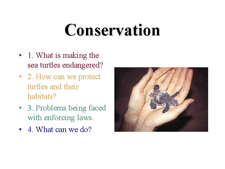 Conservation • 1. What is making the sea turtles endangered? • 2. How can