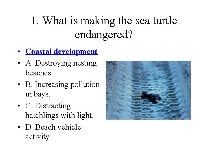 1. What is making the sea turtle endangered? • Coastal development • A. Destroying