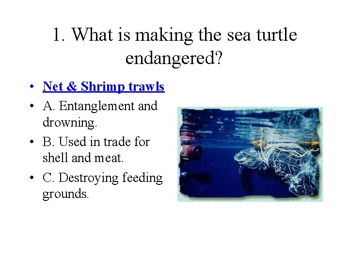 1. What is making the sea turtle endangered? • Net & Shrimp trawls •