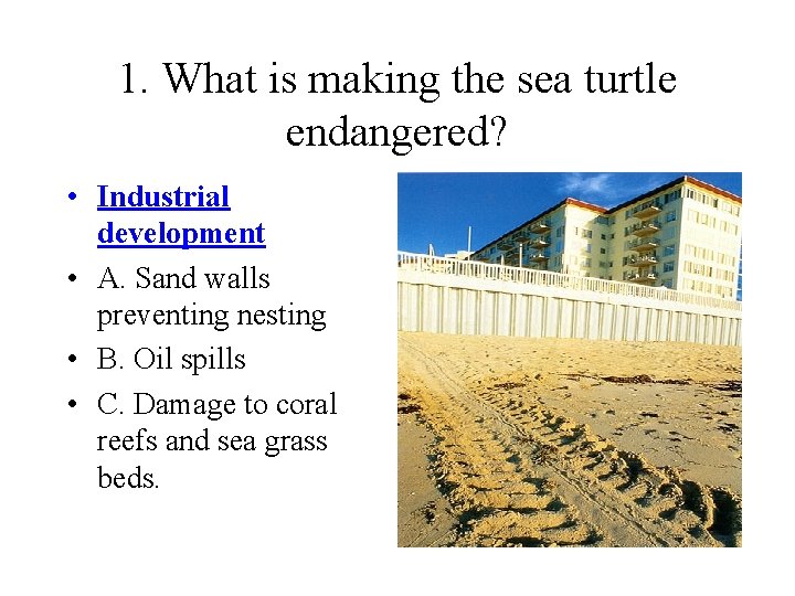 1. What is making the sea turtle endangered? • Industrial development • A. Sand