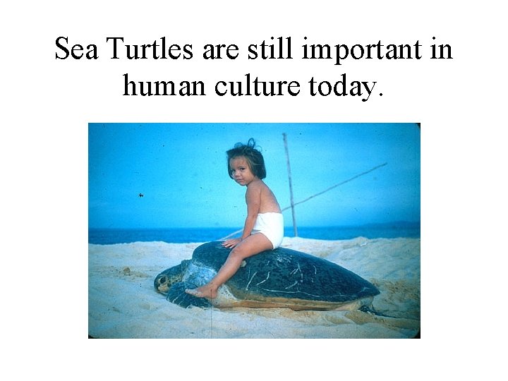 Sea Turtles are still important in human culture today. 