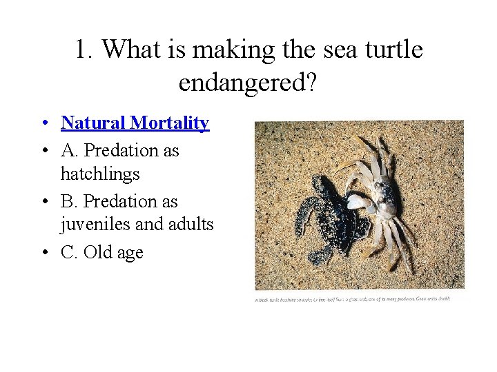 1. What is making the sea turtle endangered? • Natural Mortality • A. Predation