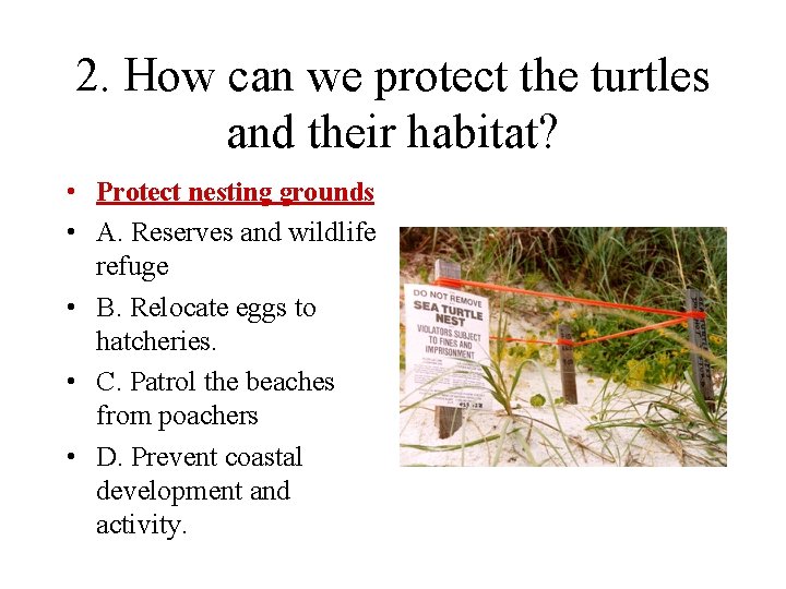 2. How can we protect the turtles and their habitat? • Protect nesting grounds