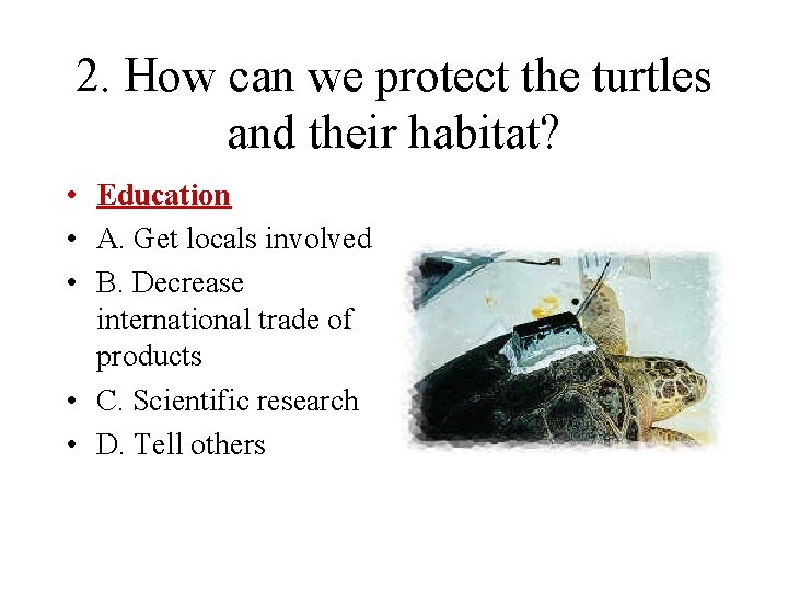 2. How can we protect the turtles and their habitat? • Education • A.