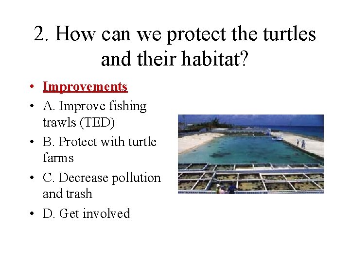 2. How can we protect the turtles and their habitat? • Improvements • A.