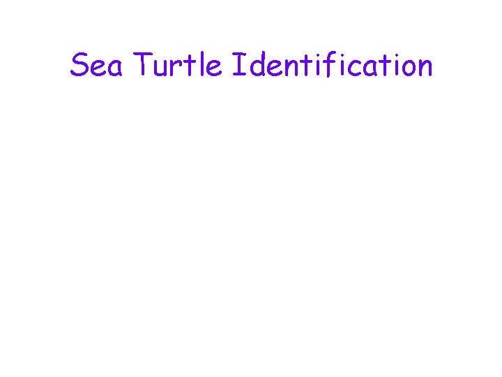 Sea Turtle Identification 