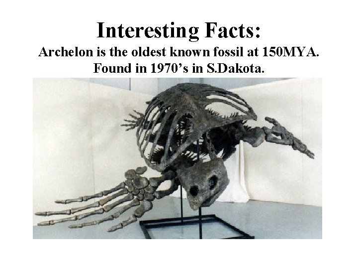 Interesting Facts: Archelon is the oldest known fossil at 150 MYA. Found in 1970’s