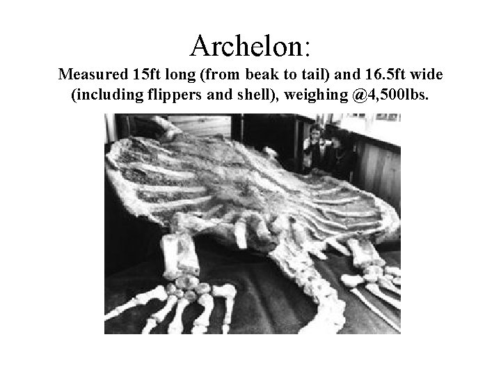 Archelon: Measured 15 ft long (from beak to tail) and 16. 5 ft wide