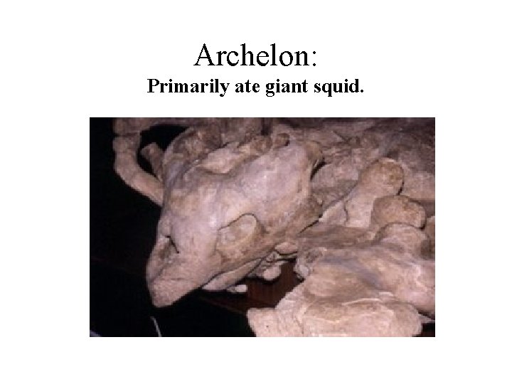 Archelon: Primarily ate giant squid. 