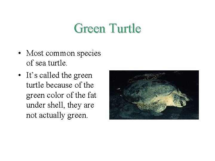 Green Turtle • Most common species of sea turtle. • It’s called the green