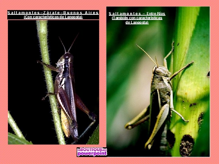 Saltamontes–Zárate–Buenos Aires (Con características de Langosta) S a l t a m o n