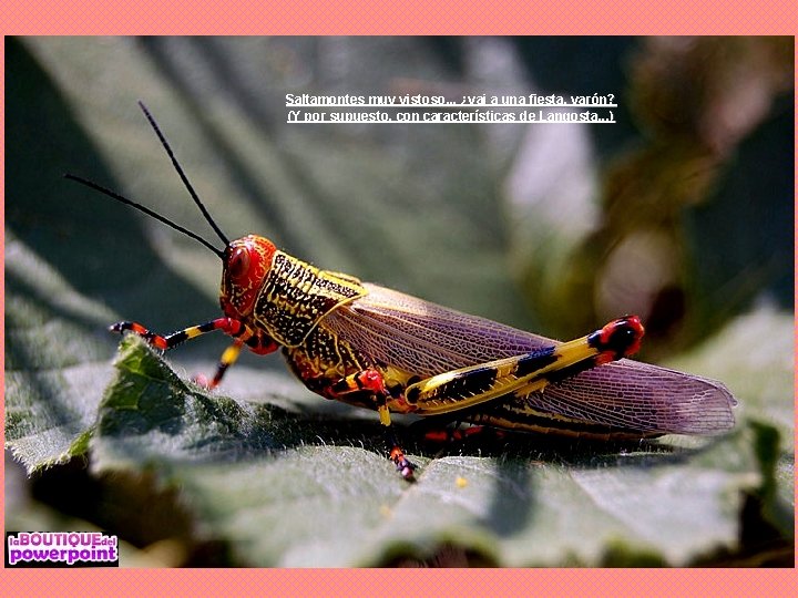 Saltamontes muy vistoso. . . ¿vai a una fiesta, varón? (Y por supuesto, con