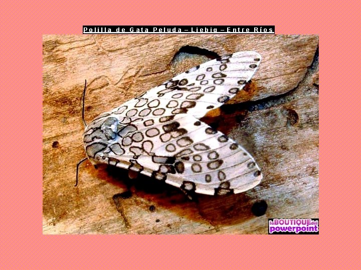 Polilla de Gata Peluda – Liebig – Entre Ríos 