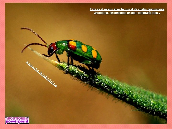 Este es el mismo insecto que el de cuatro diapositivas anteriores, sin embargo en