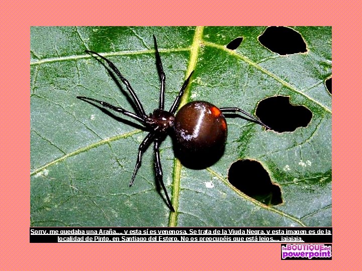 Sorry, me quedaba una Araña. . . , y esta sí es venenosa. Se