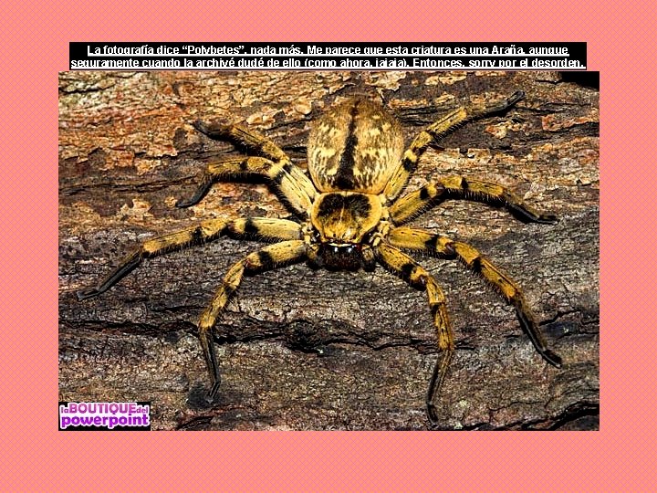 La fotografía dice “Polybetes”, nada más. Me parece que esta criatura es una Araña,