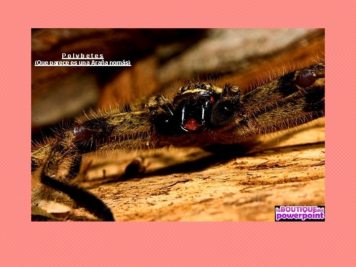Polybetes (Que parece es una Araña nomás) 