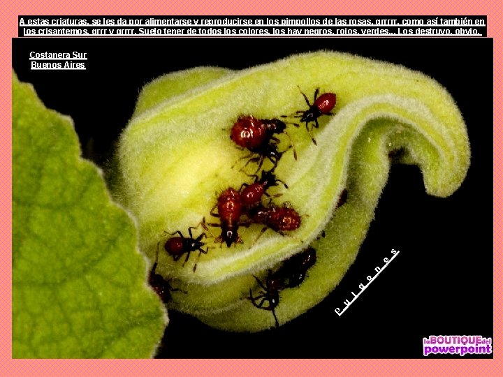 A estas criaturas, se les da por alimentarse y reproducirse en los pimpollos de