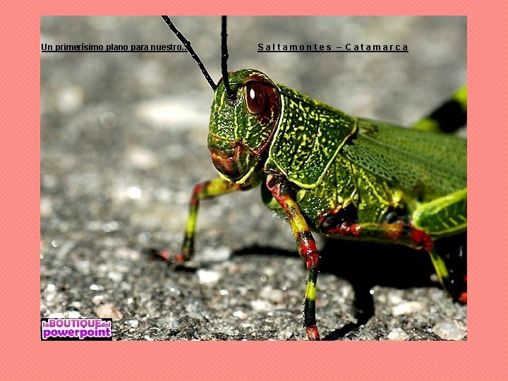 Un primerísimo plano para nuestro. . Saltamontes – Catamarca 