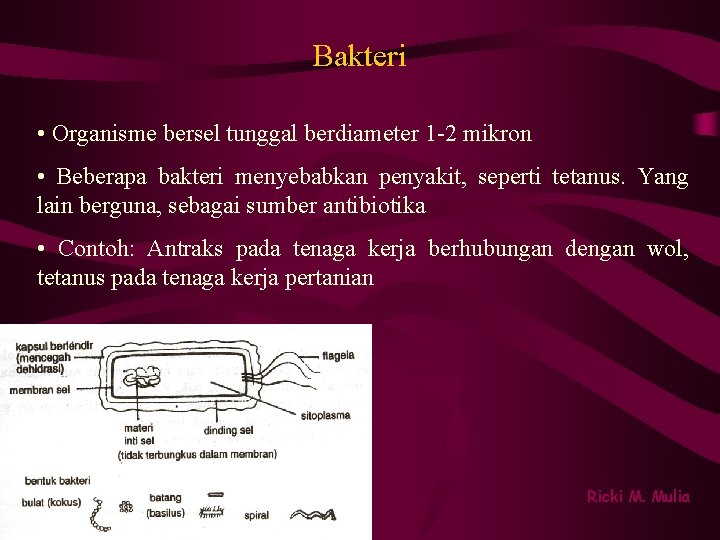 Bakteri • Organisme bersel tunggal berdiameter 1 -2 mikron • Beberapa bakteri menyebabkan penyakit,