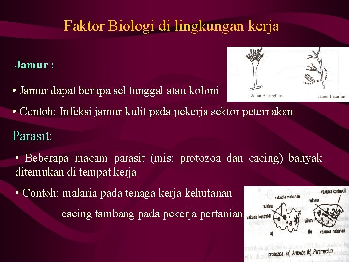 Faktor Biologi di lingkungan kerja Jamur : • Jamur dapat berupa sel tunggal atau