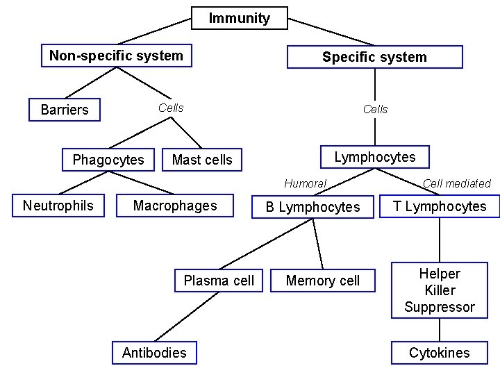 Immunity Non-specific system Specific system Cells Barriers Phagocytes Cells Lymphocytes Mast cells Humoral Neutrophils
