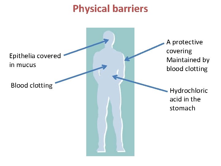 Physical barriers Epithelia covered in mucus Blood clotting A protective covering Maintained by blood