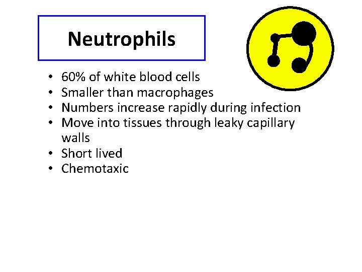 Neutrophils 60% of white blood cells Smaller than macrophages Numbers increase rapidly during infection