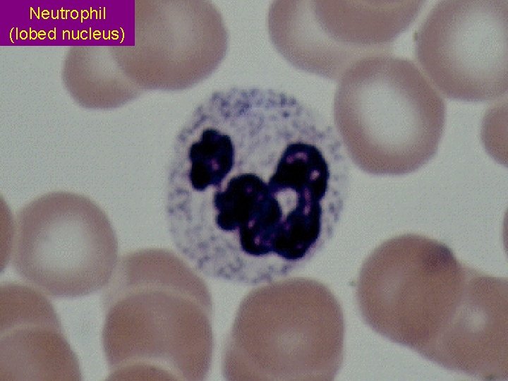 Neutrophil (lobed nucleus) 