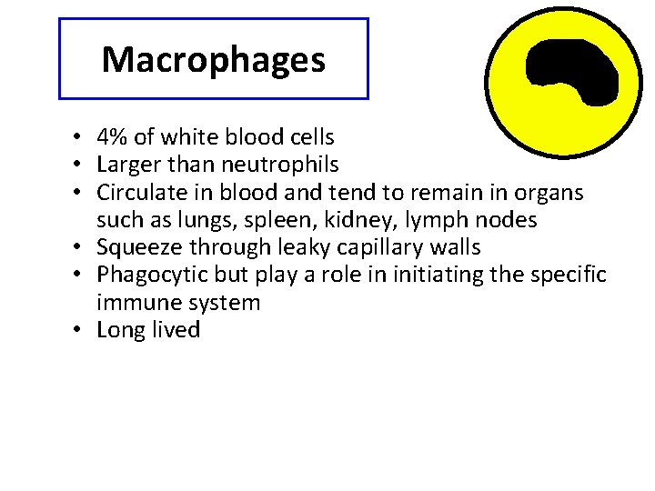 Macrophages • 4% of white blood cells • Larger than neutrophils • Circulate in