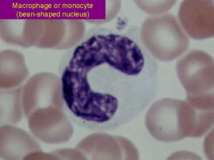 Macrophage or monocyte (bean-shaped nucleus) 