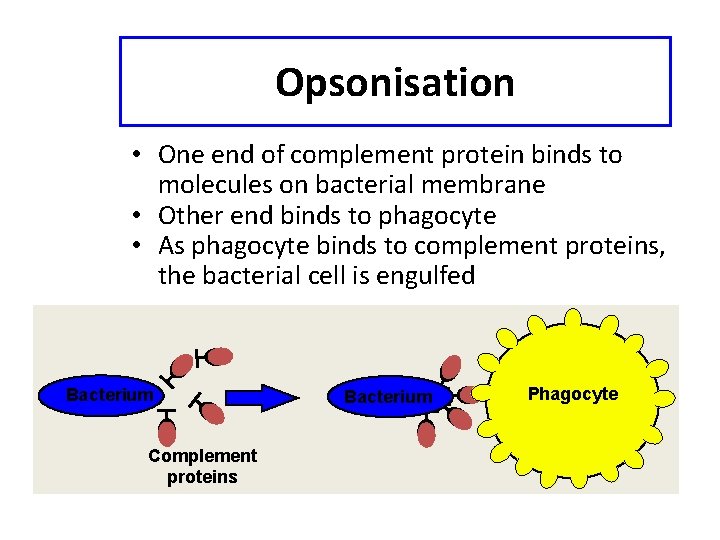 Opsonisation • One end of complement protein binds to molecules on bacterial membrane •