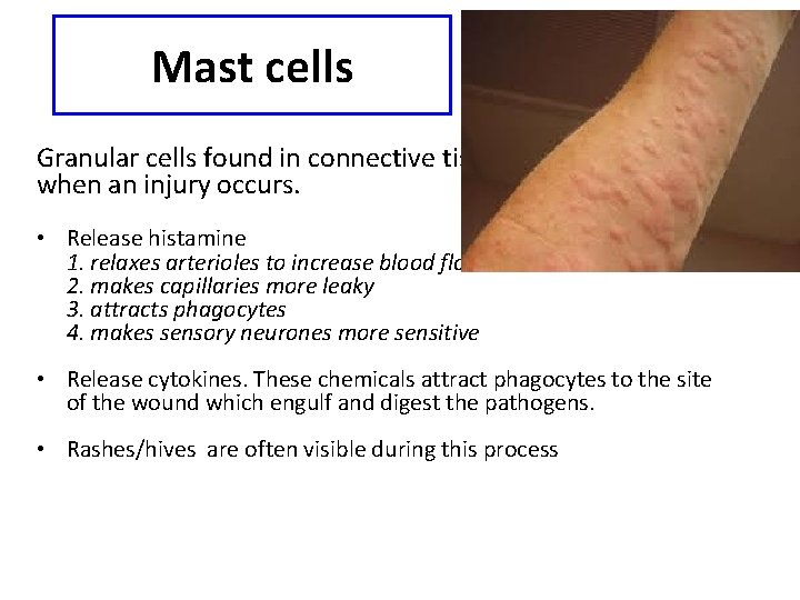 Mast cells Granular cells found in connective tissue are activated when an injury occurs.