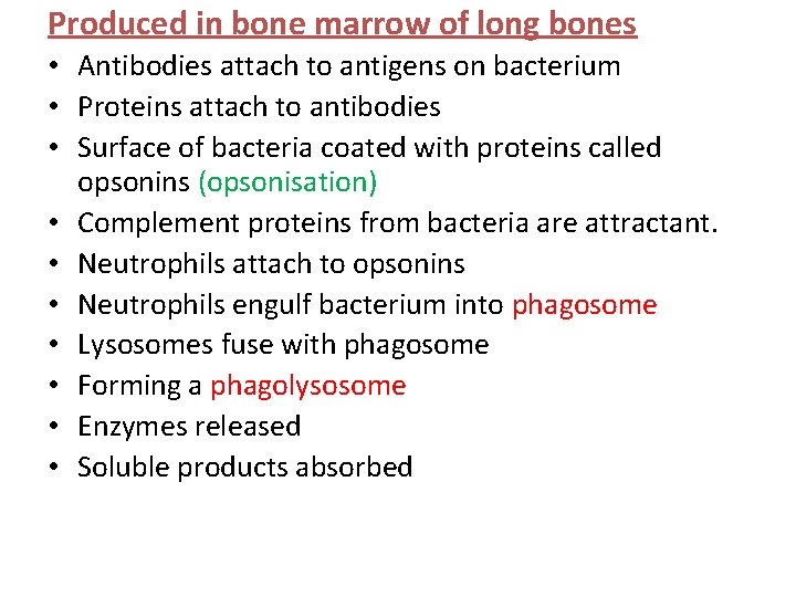 Produced in bone marrow of long bones • Antibodies attach to antigens on bacterium