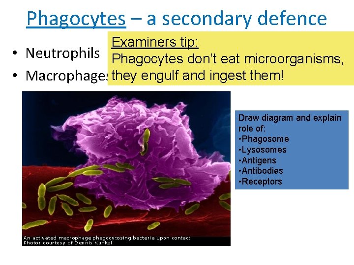 Phagocytes – a secondary defence Examiners tip: • Neutrophils Phagocytes don’t eat microorganisms, •