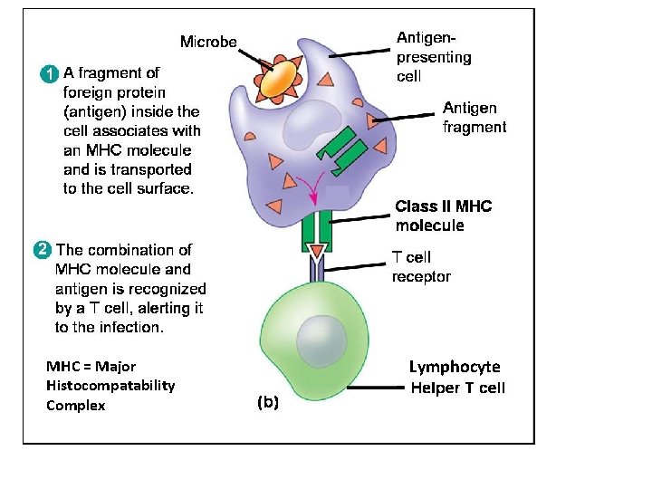 MHC = Major Histocompatability Complex Lymphocyte 